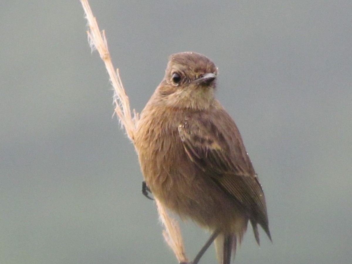Pied Bushchat - ML644582920