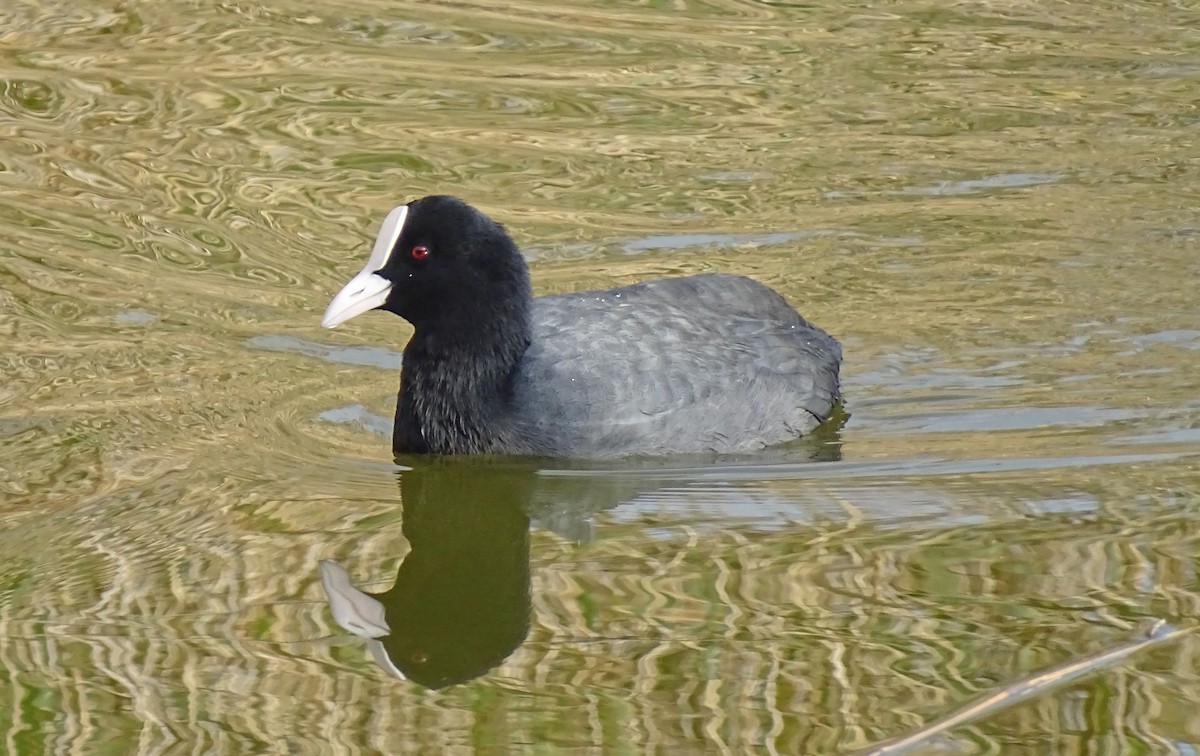 Eurasian Coot - ML644582927
