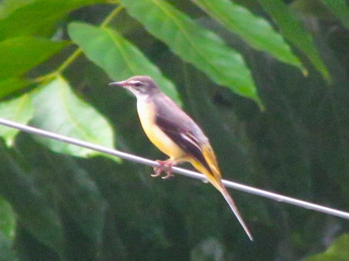 Уулын цэгцгий - ML644582929