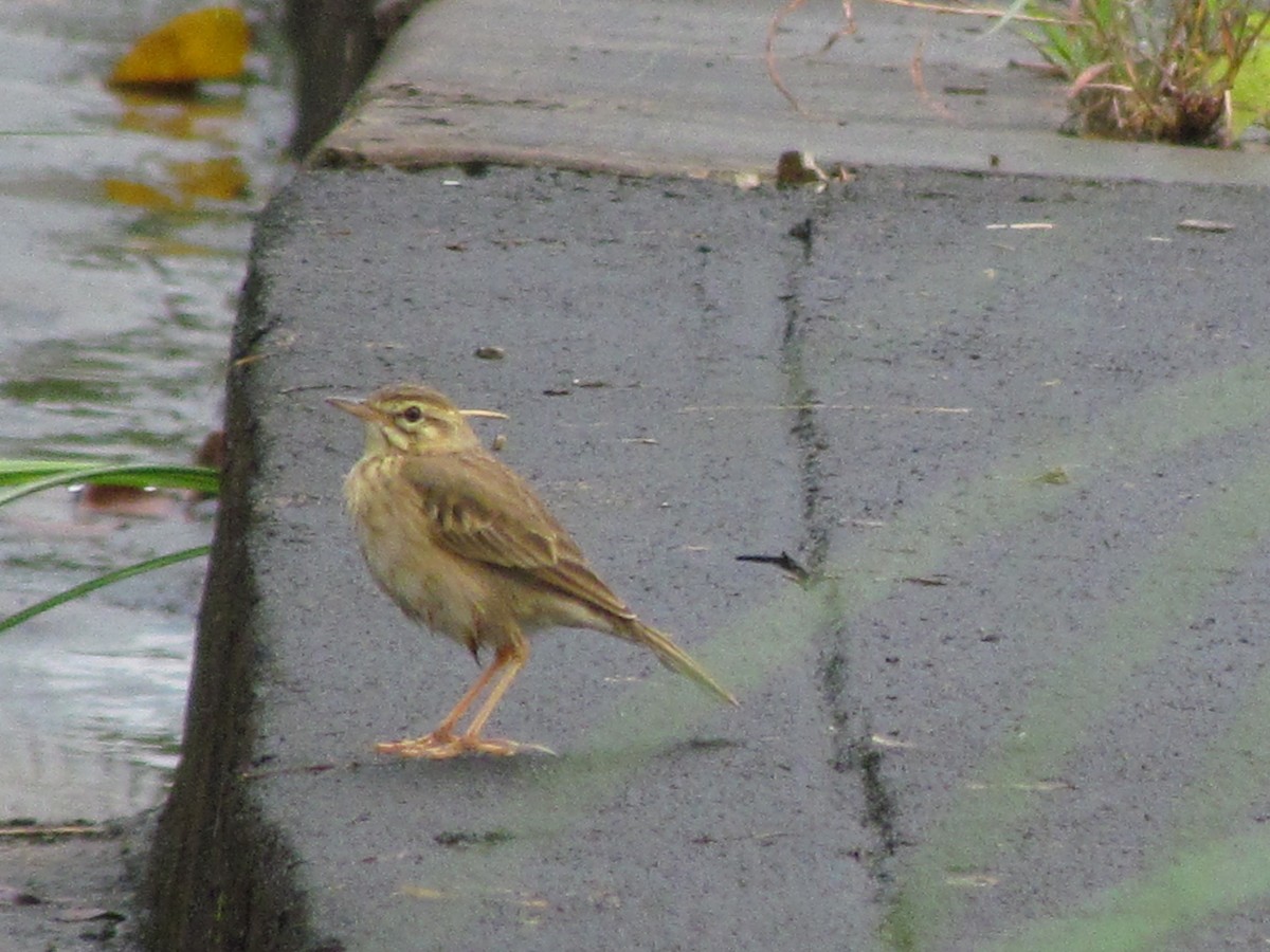 稻田鷚 - ML644582931