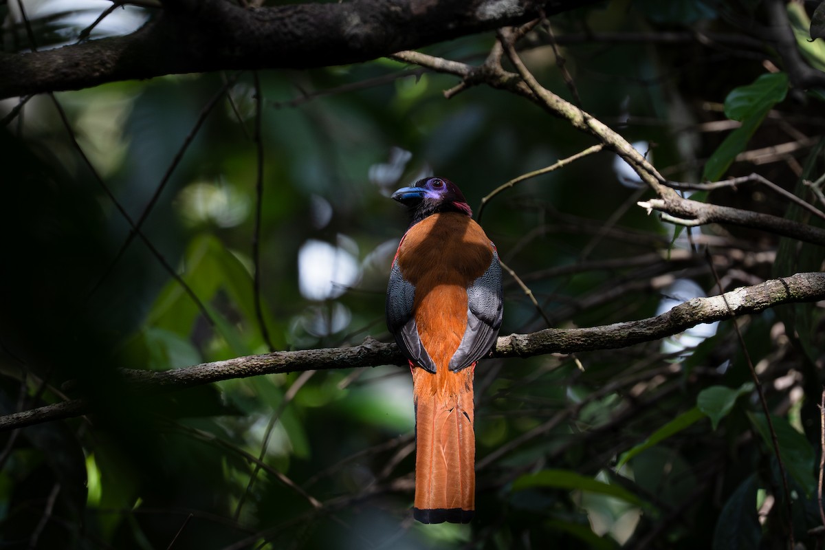 Diard's Trogon - ML644582932