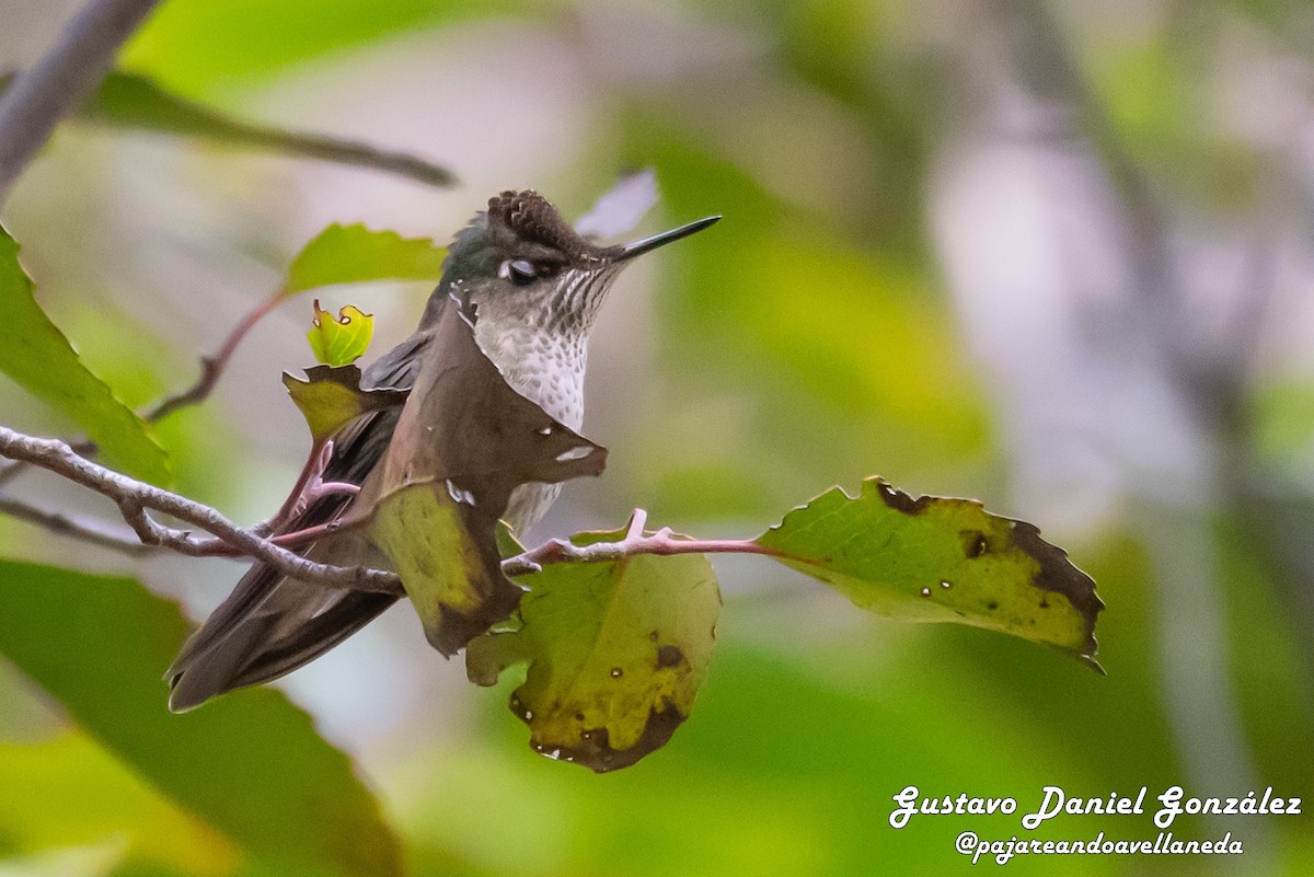ildkronekolibri - ML644582933