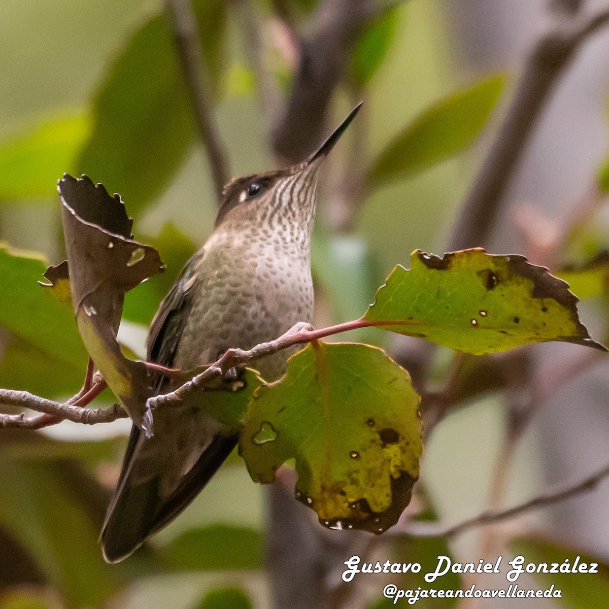 ildkronekolibri - ML644582934