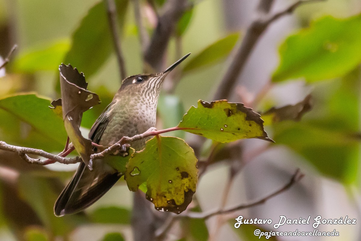 ildkronekolibri - ML644582935