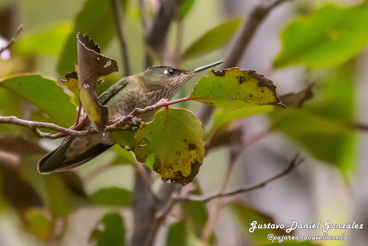 ildkronekolibri - ML644582936