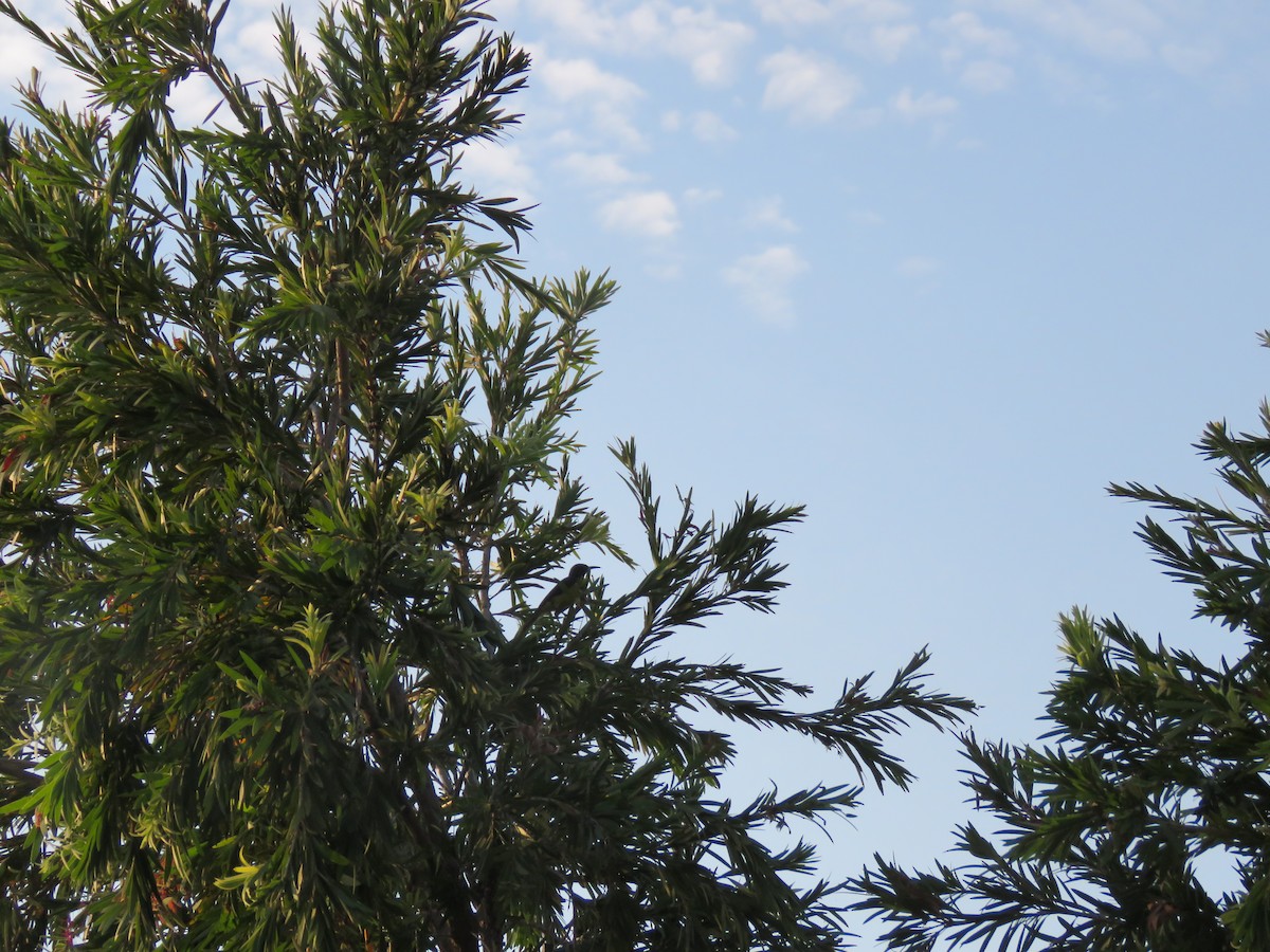 Brown-throated Sunbird - ML644582944