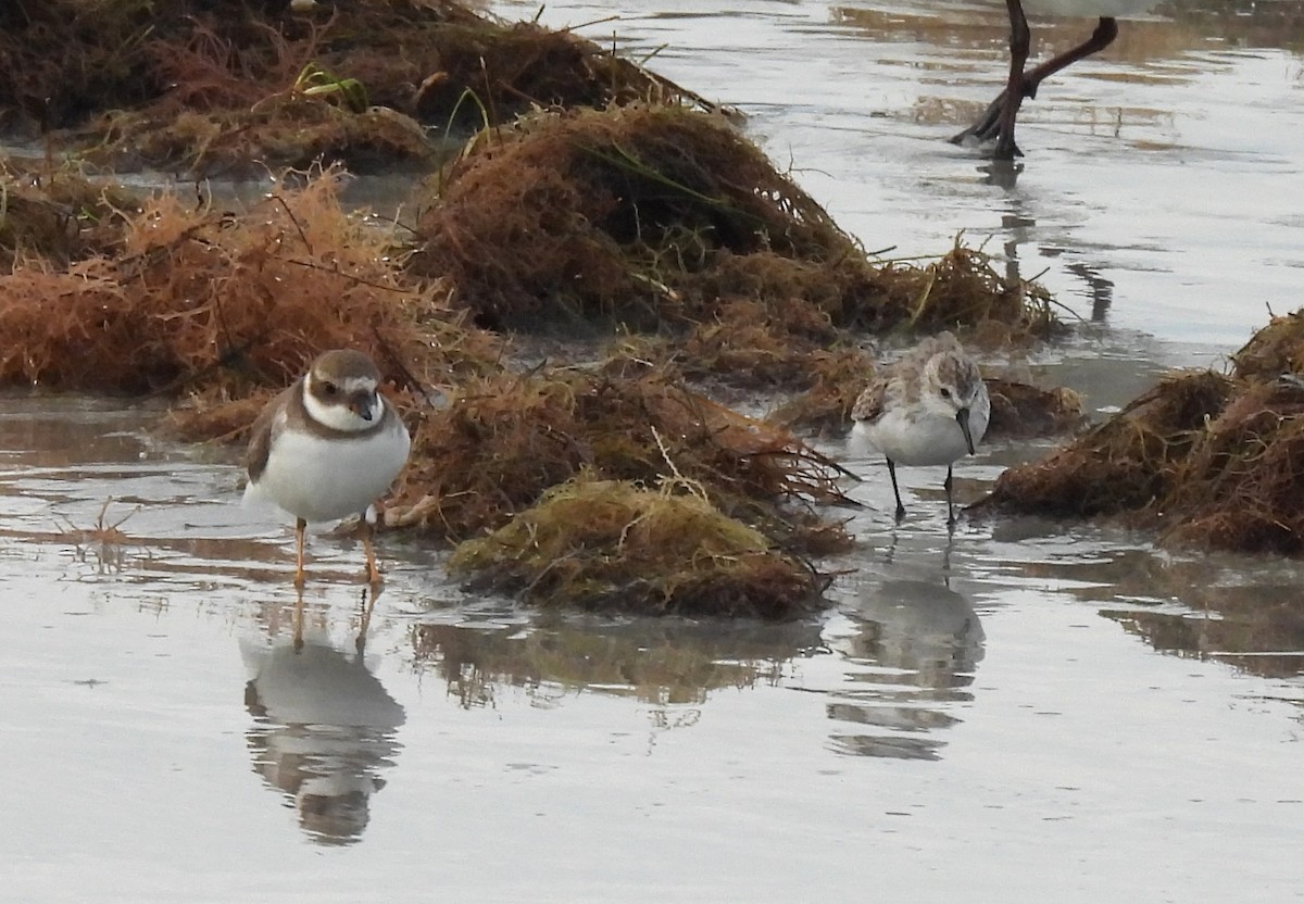 Semipalmated Plover - ML644582946