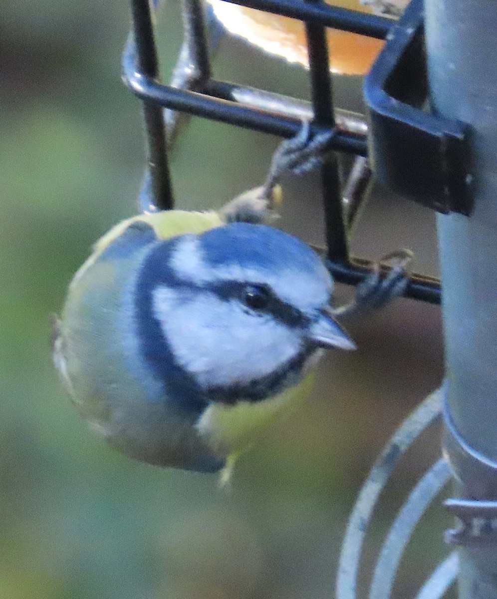 Eurasian Blue Tit - ML644582950