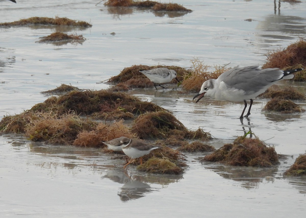 Semipalmated Plover - ML644582953