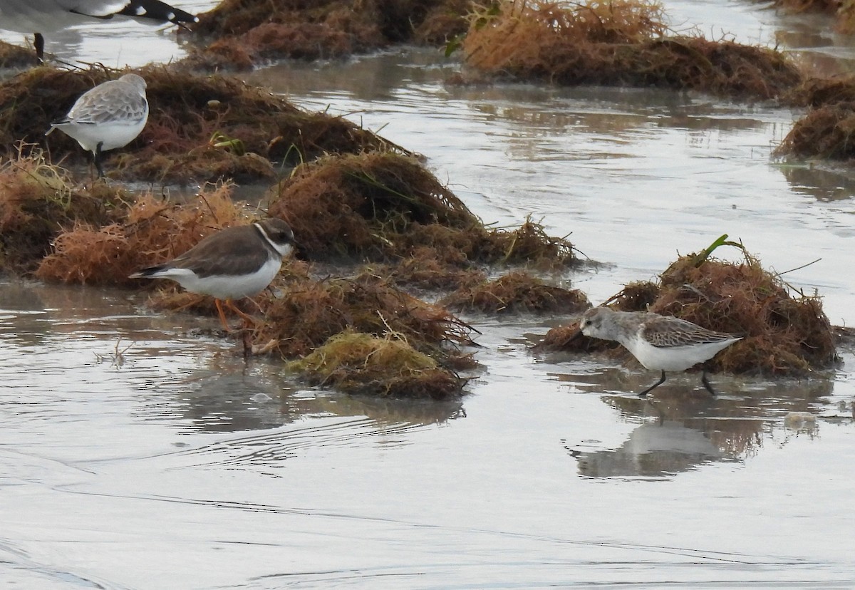 Semipalmated Plover - ML644582958