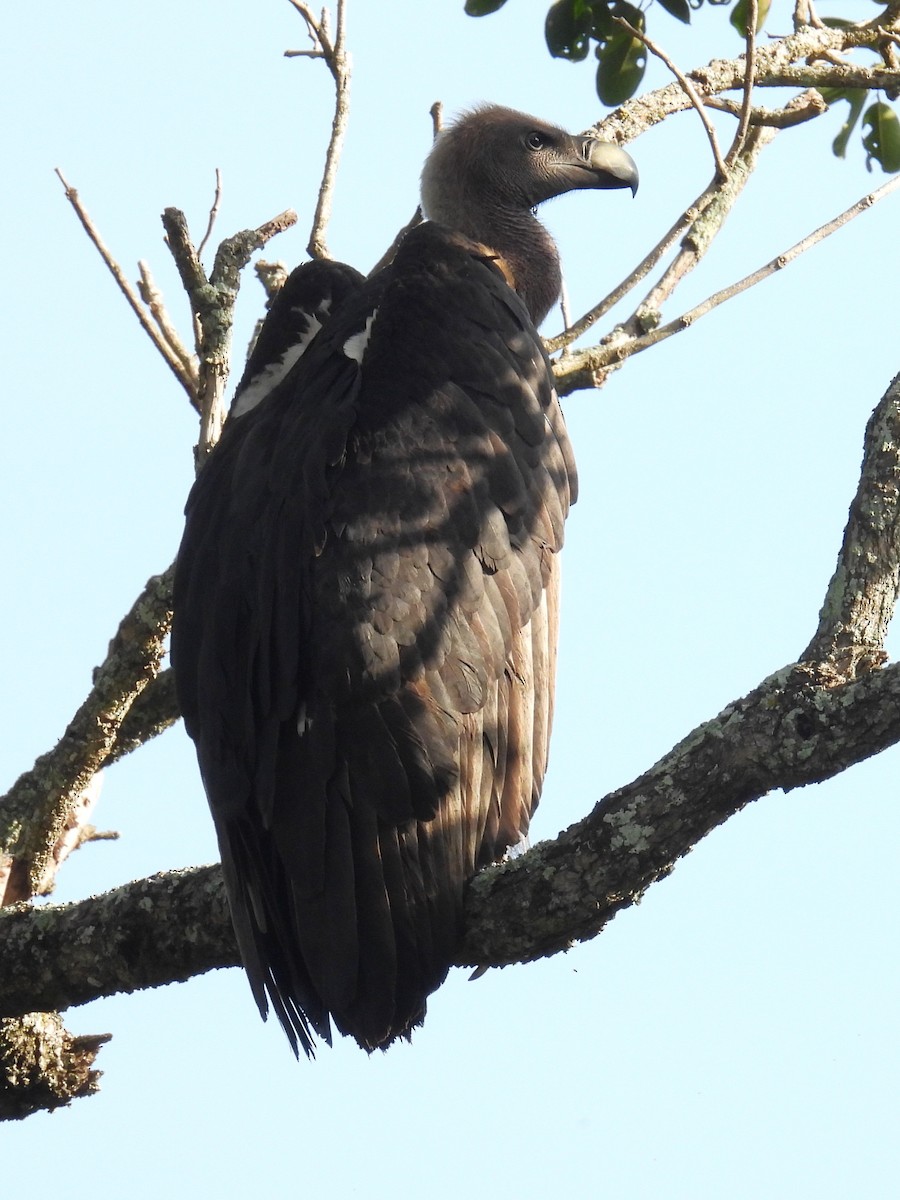 White-rumped Vulture - ML644582961