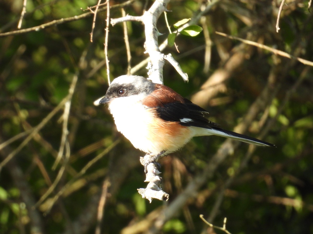 Bay-backed Shrike - ML644582967
