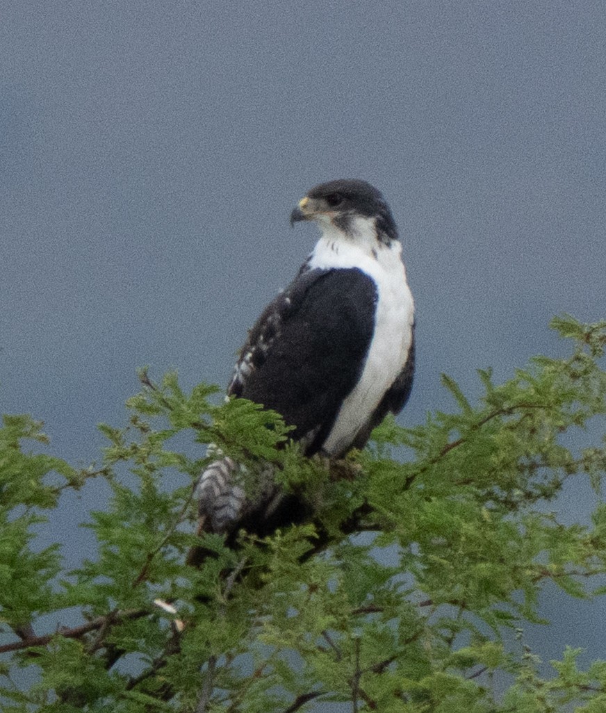 Augur Buzzard - ML644582973