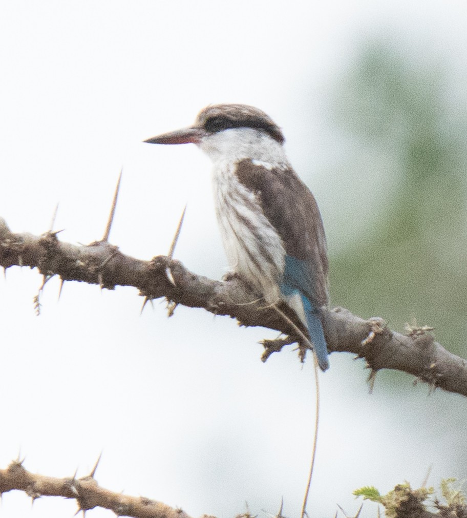 Striped Kingfisher - ML644582975