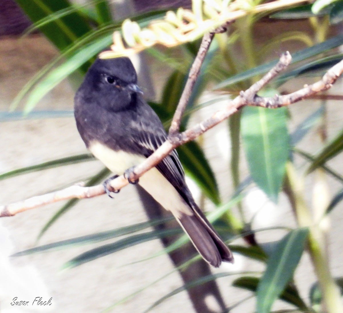Black Phoebe - ML644582982