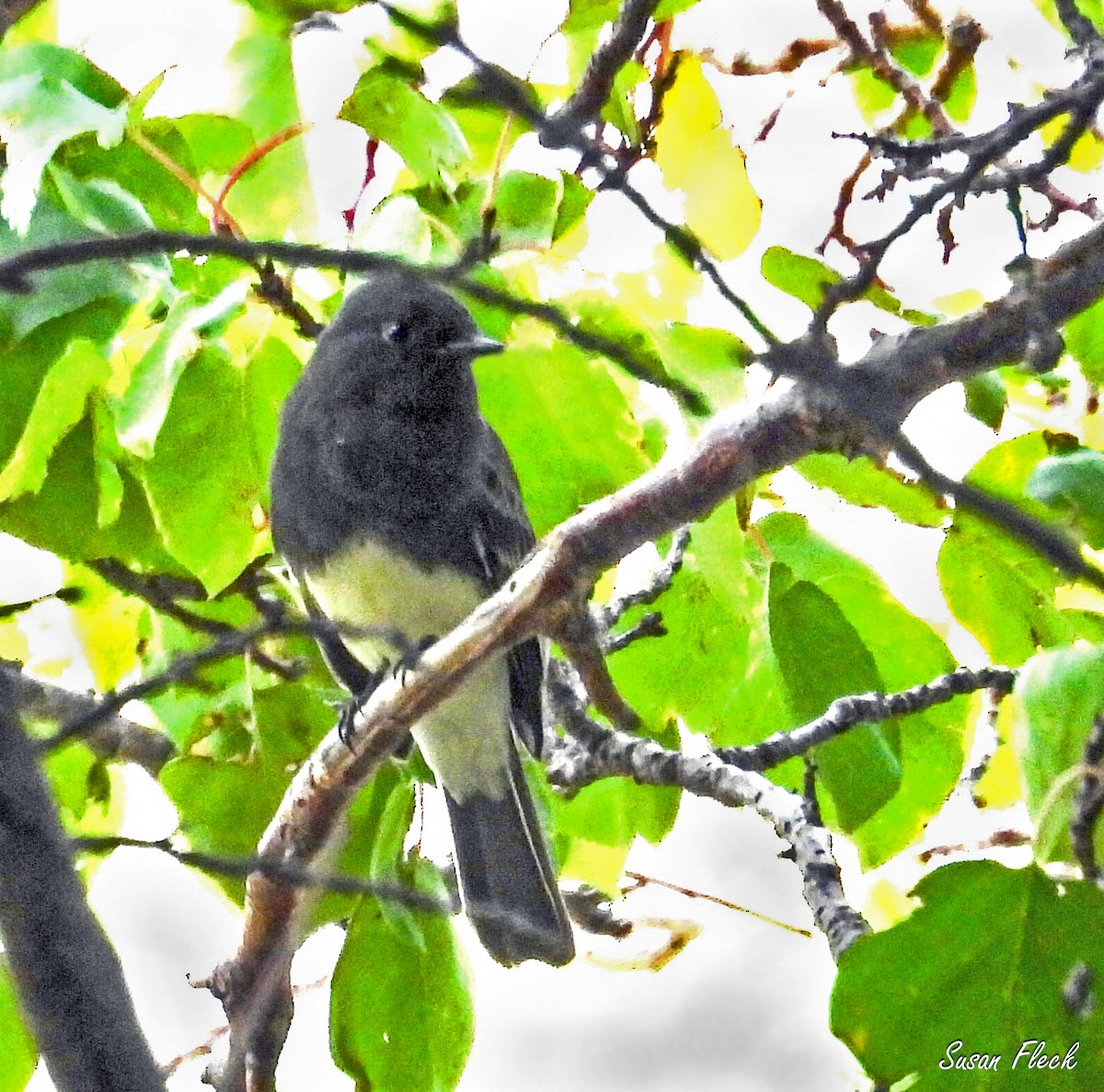 Black Phoebe - ML644582983