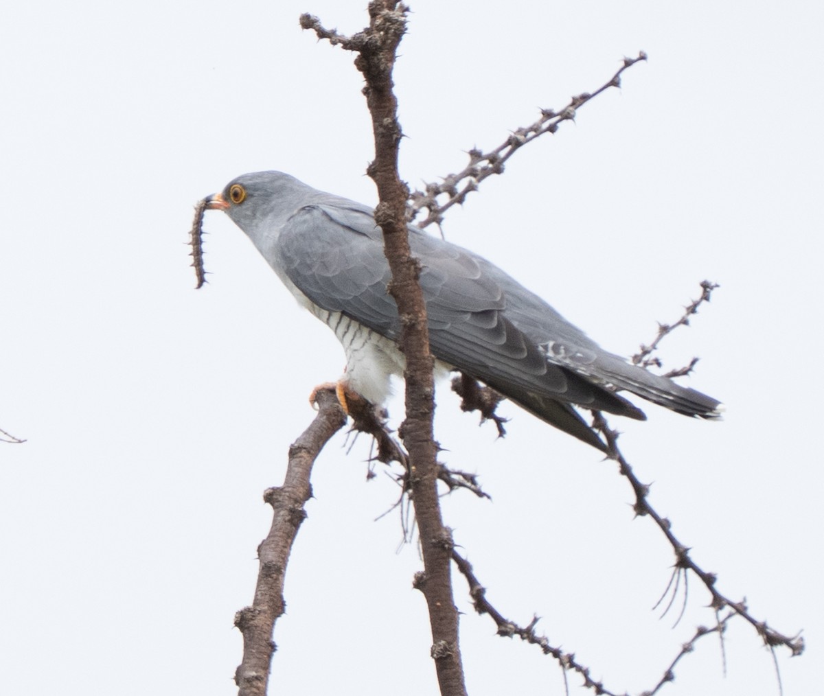 Coucou africain - ML644582987