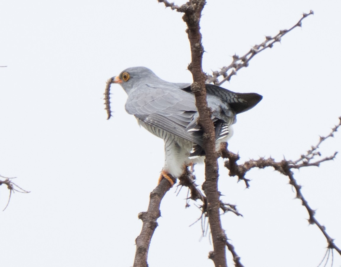 Coucou africain - ML644582988