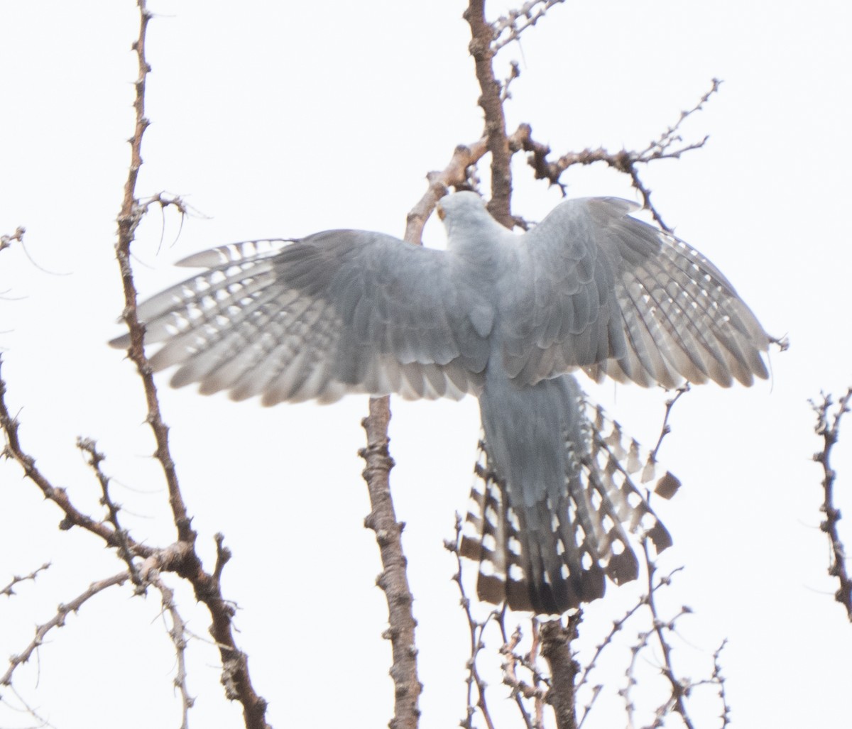 Coucou africain - ML644582989