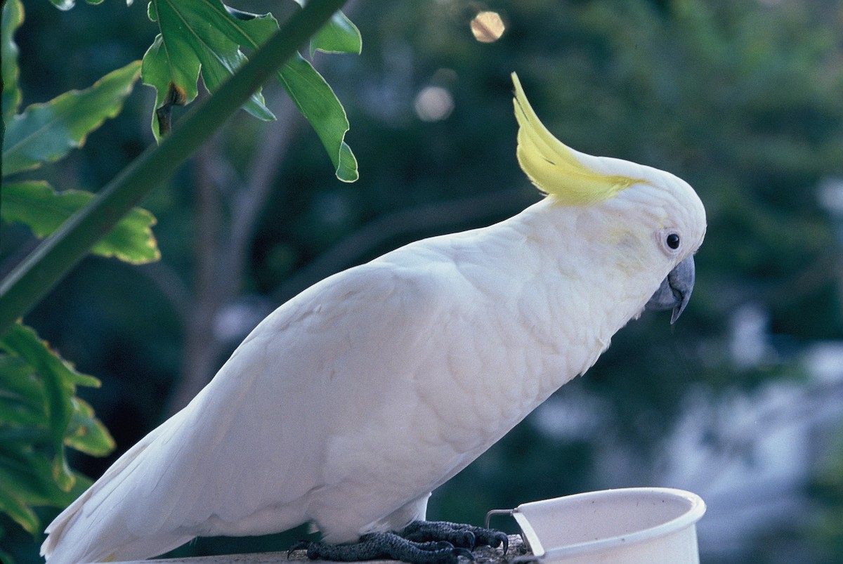 Cacatoès à huppe jaune - ML644583000