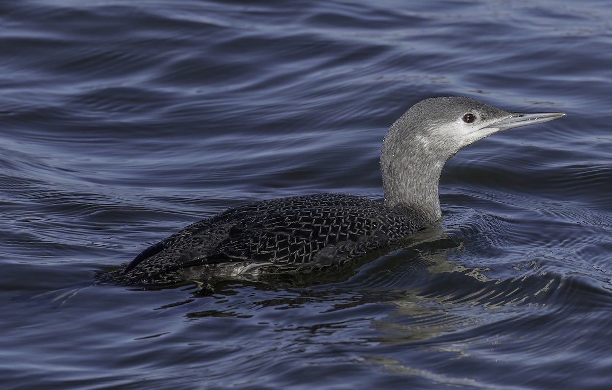 Plongeon catmarin - ML644583005