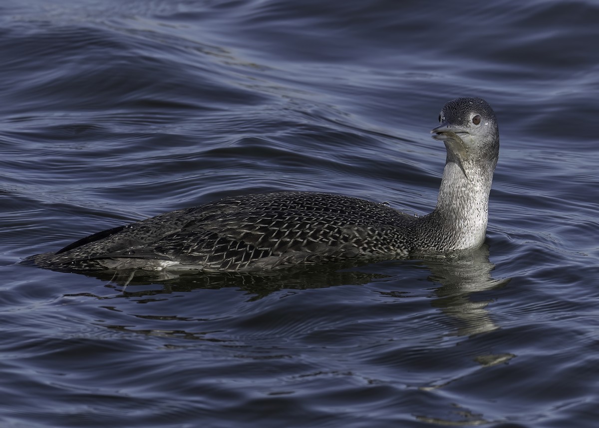 Plongeon catmarin - ML644583006