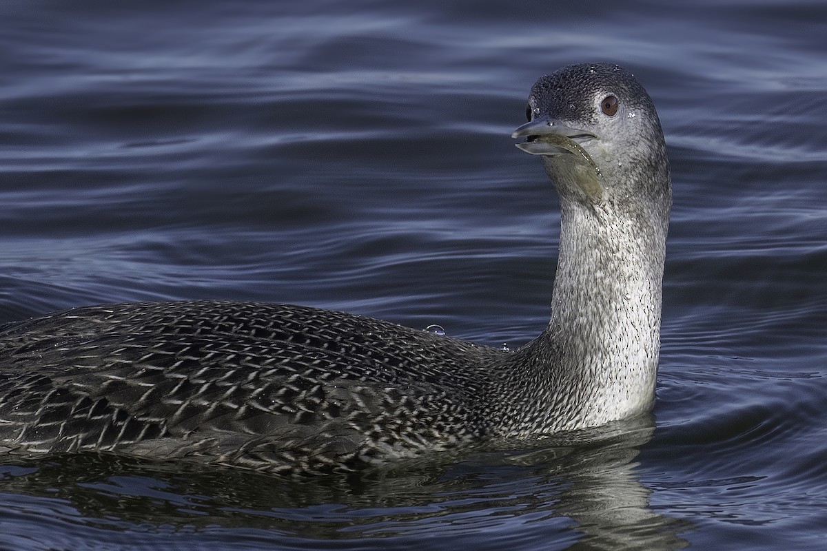 Plongeon catmarin - ML644583007