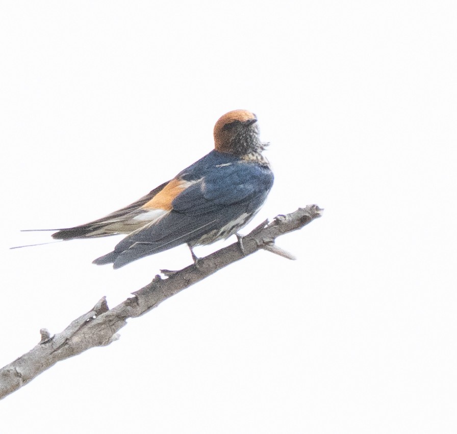 Lesser Striped Swallow - ML644583028