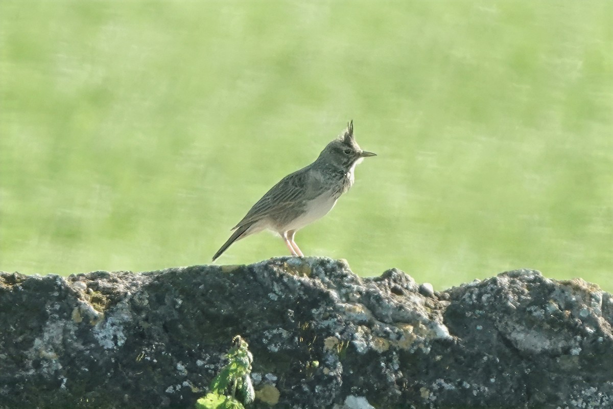 Согсоот болжмор - ML644583032