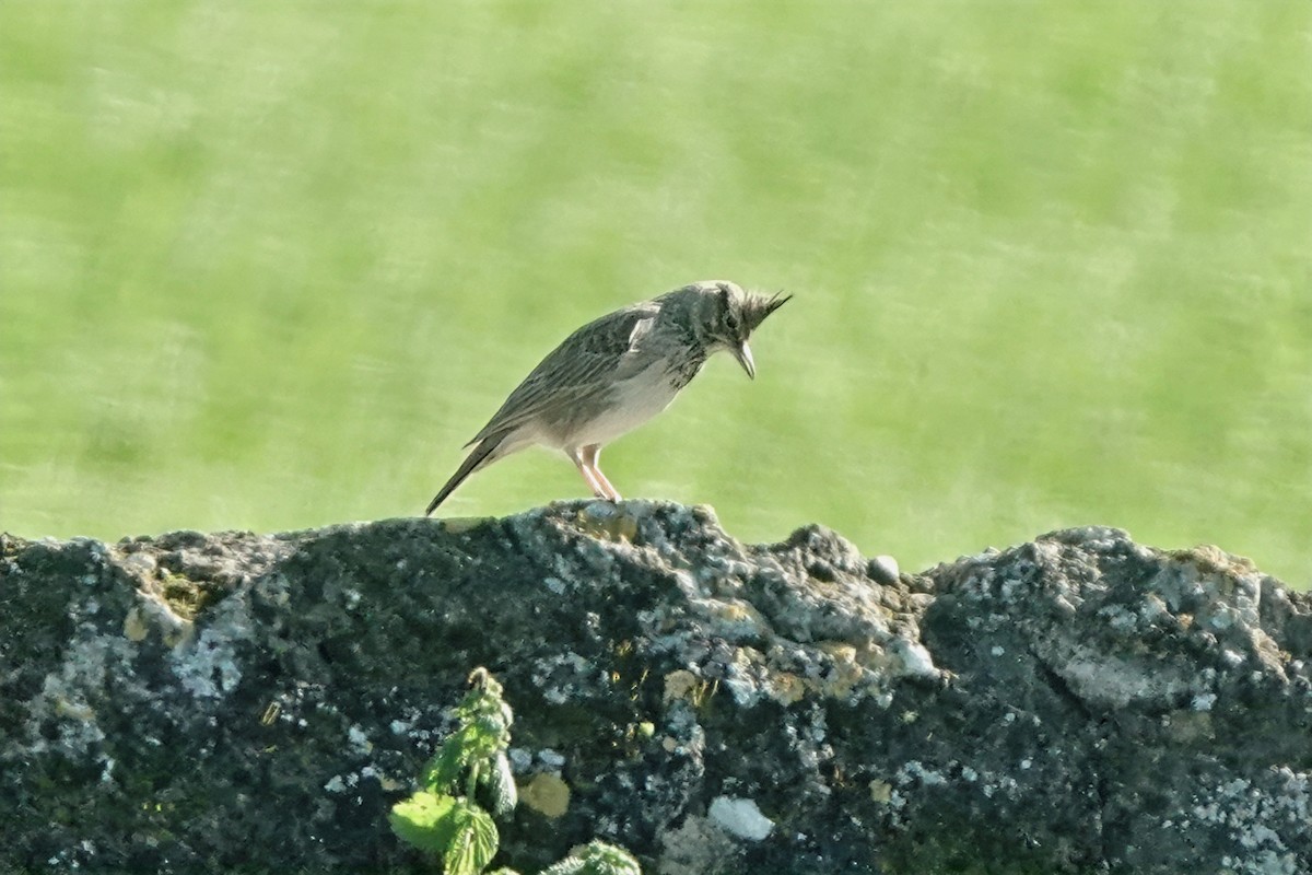 Согсоот болжмор - ML644583033