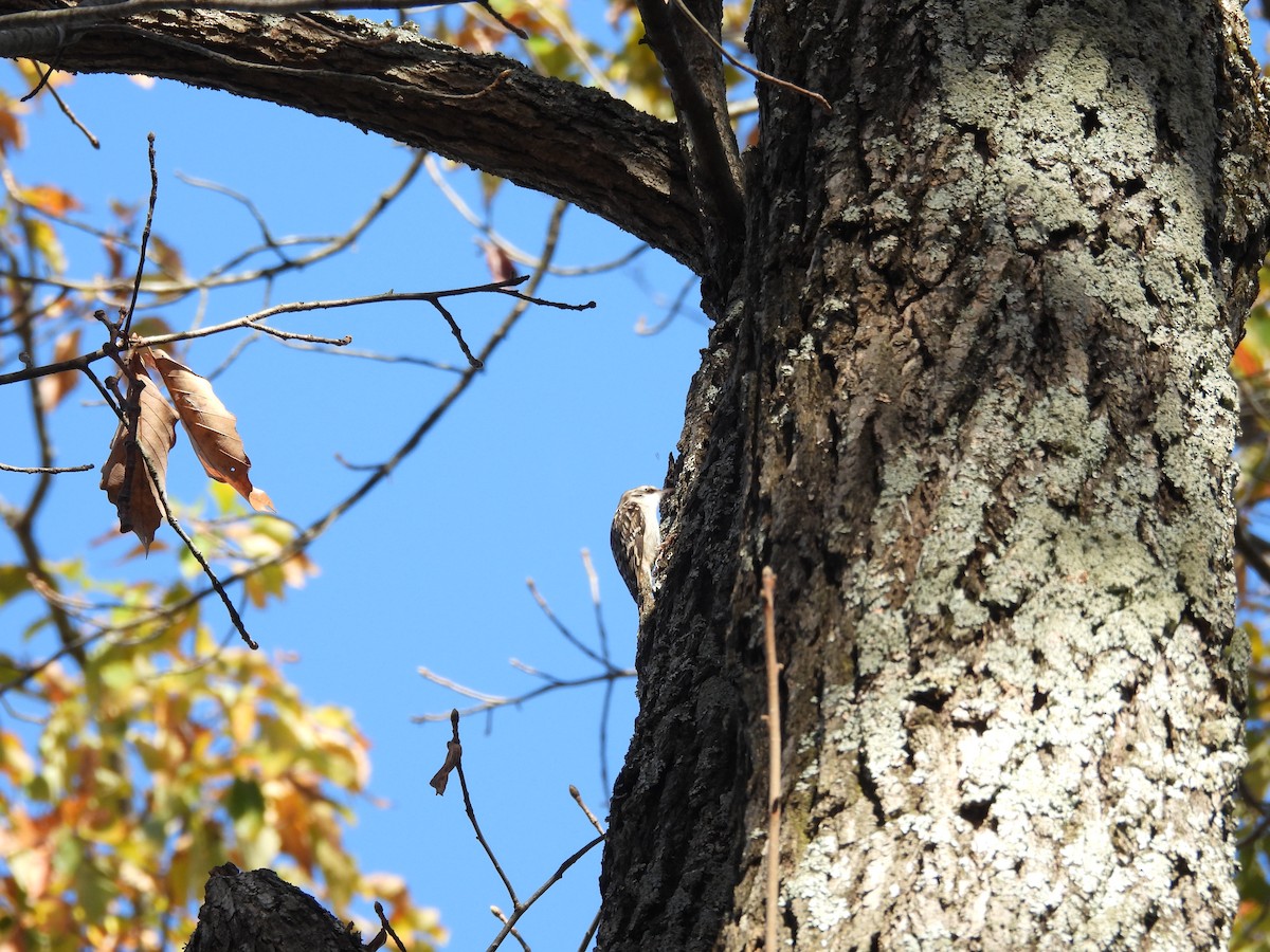 amerikatrekryper - ML644583037