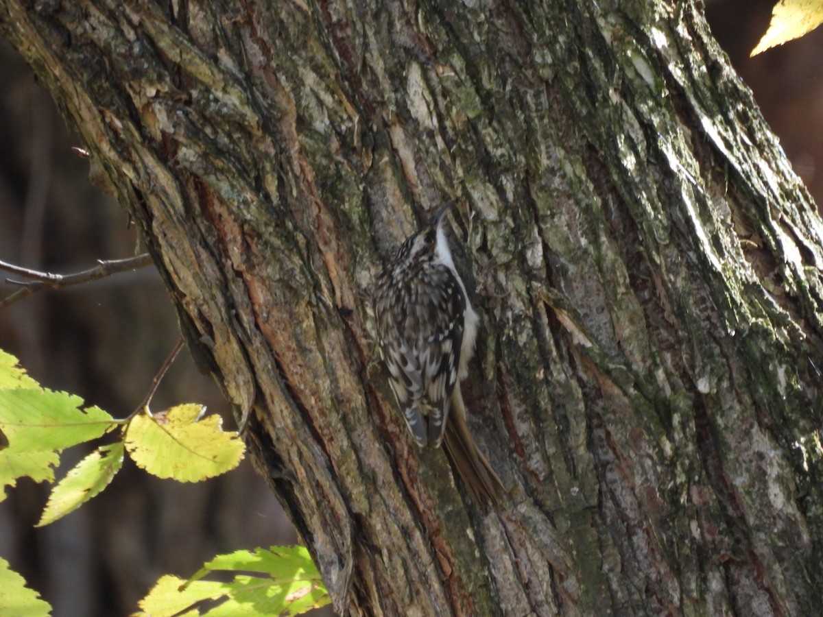 amerikatrekryper - ML644583038