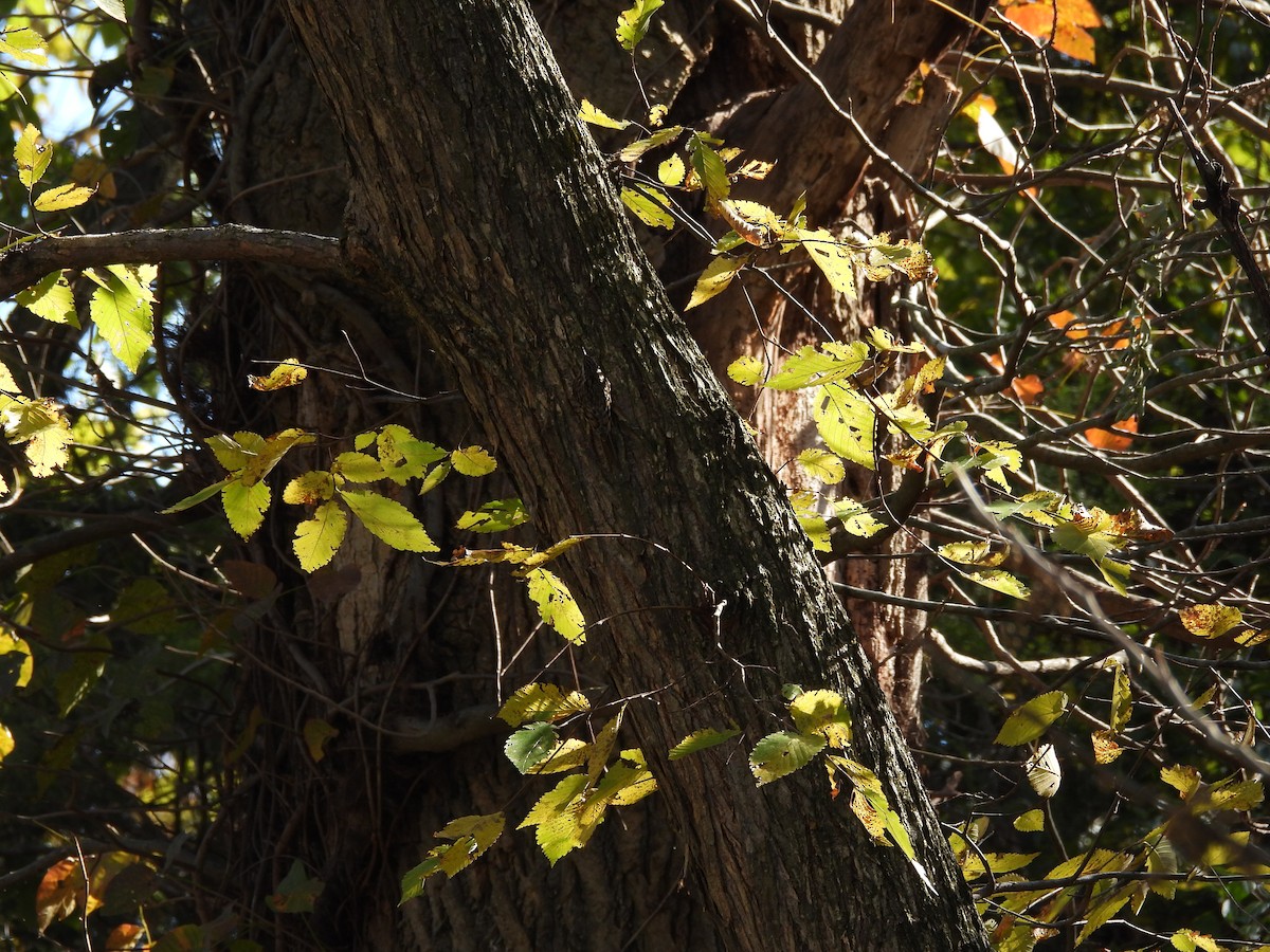 amerikatrekryper - ML644583039