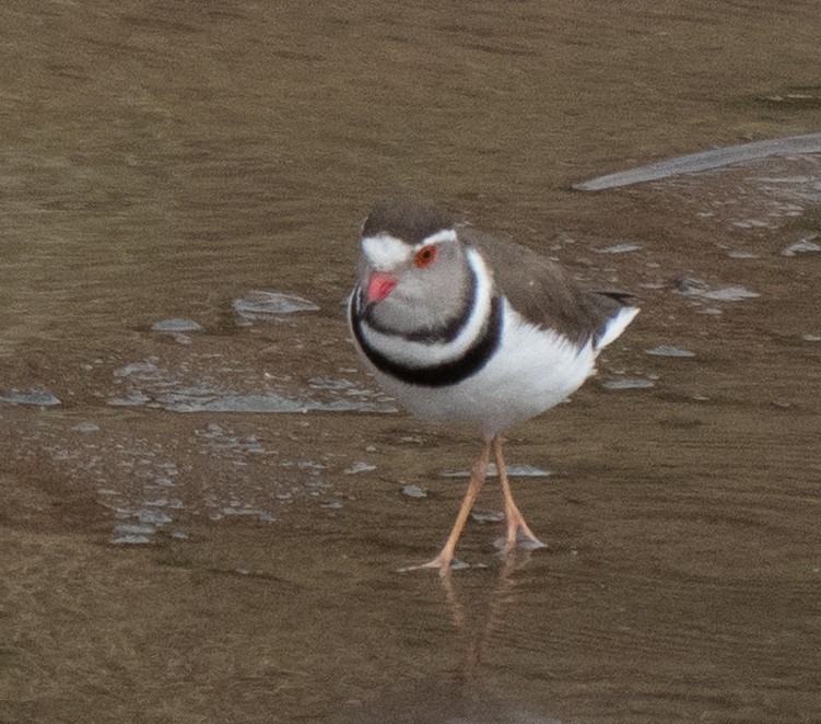 ミスジチドリ - ML644583042