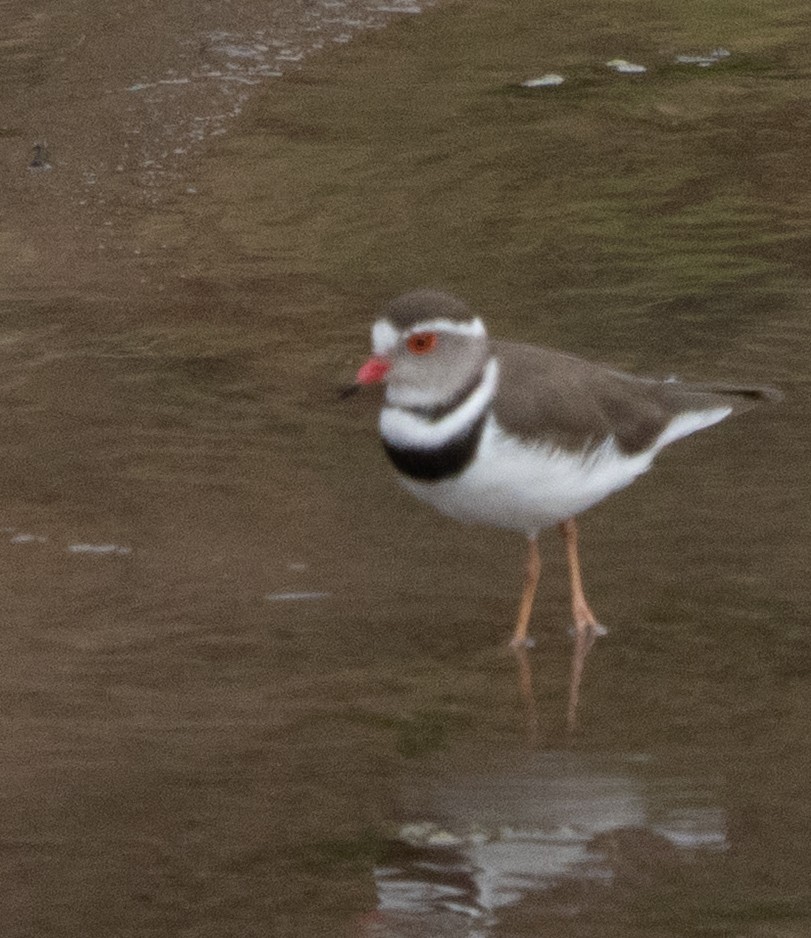 ミスジチドリ - ML644583043