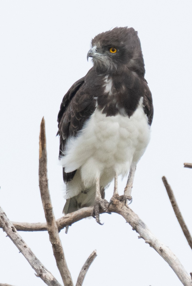 Black-chested Snake-Eagle - ML644583054