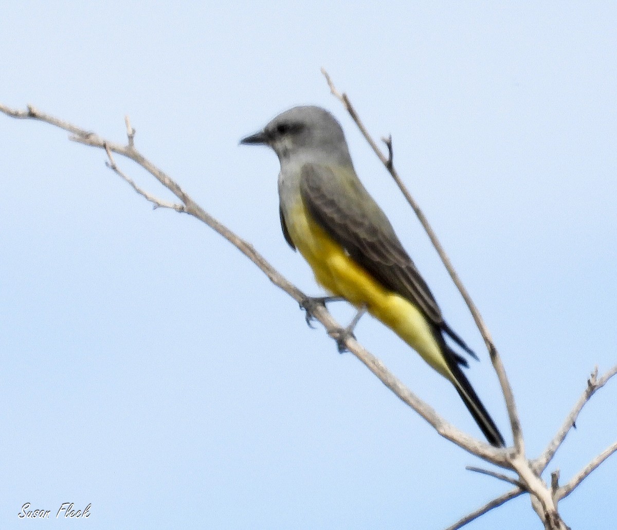 Western Kingbird - ML644583059