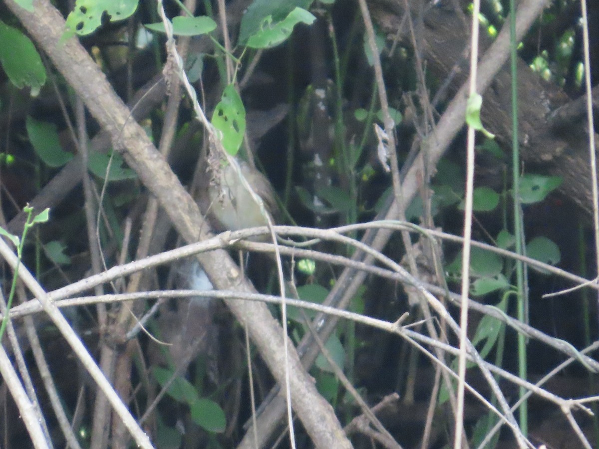 Red-breasted Flycatcher - ML644583067
