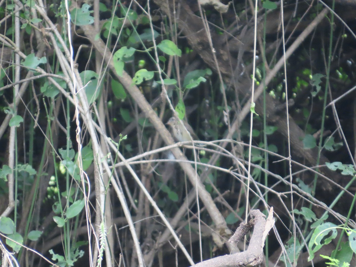 Red-breasted Flycatcher - ML644583068