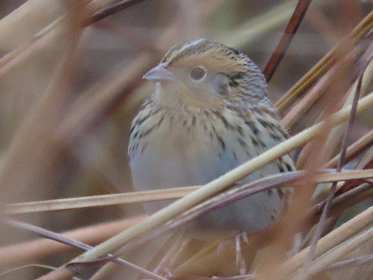 Луговая овсянка-барсучок - ML644583070