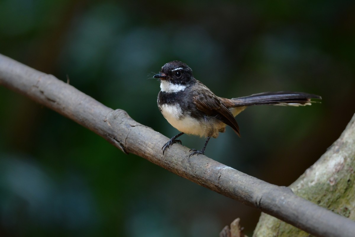 Malaysian Pied-Fantail - ML644583071