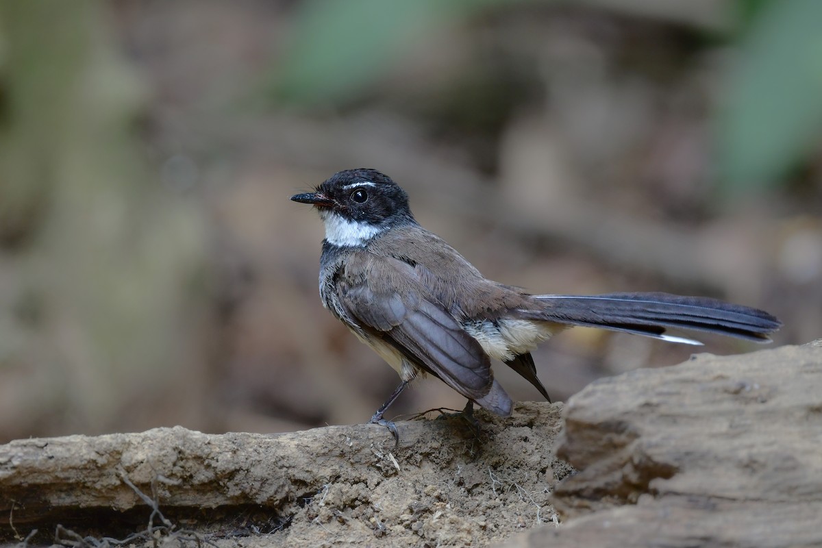 Malaysian Pied-Fantail - ML644583072