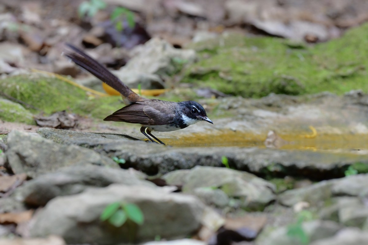 Malaysian Pied-Fantail - ML644583073