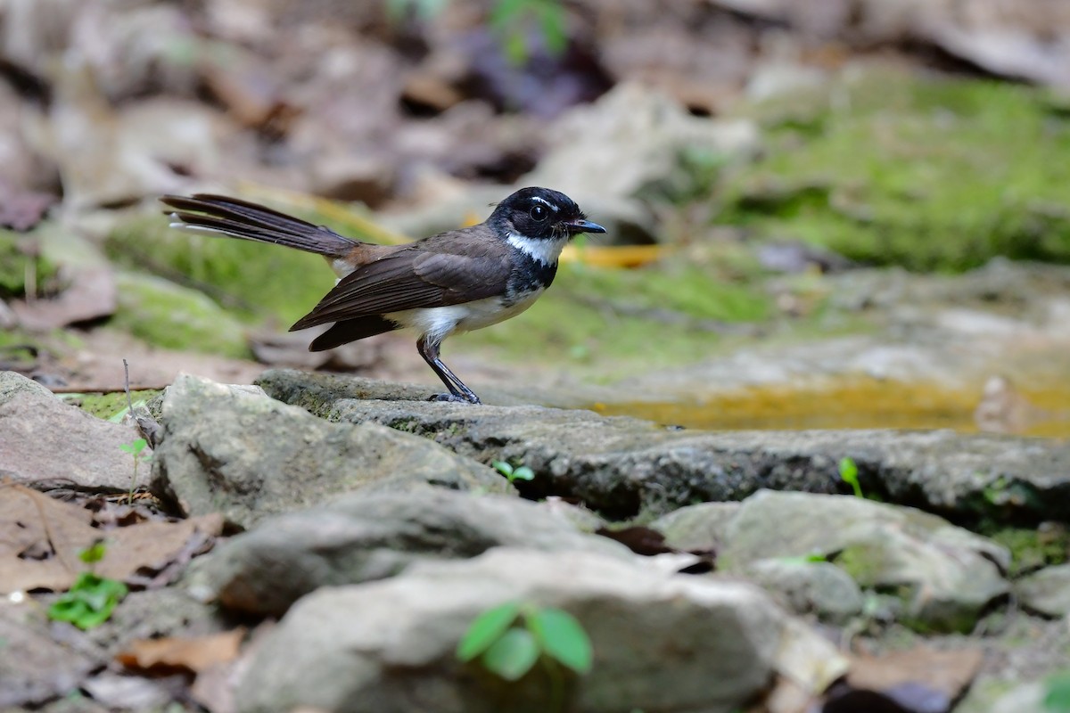 Malaysian Pied-Fantail - ML644583074