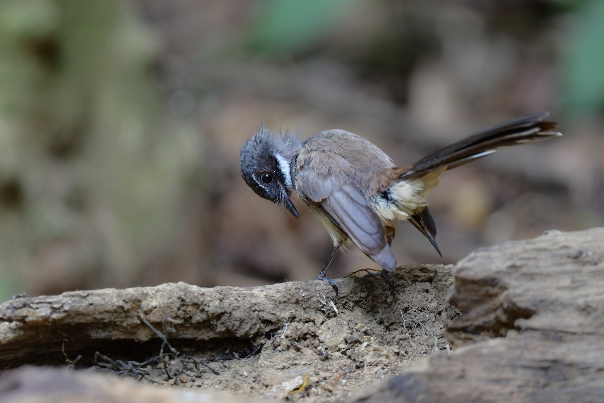 Malaysian Pied-Fantail - ML644583076