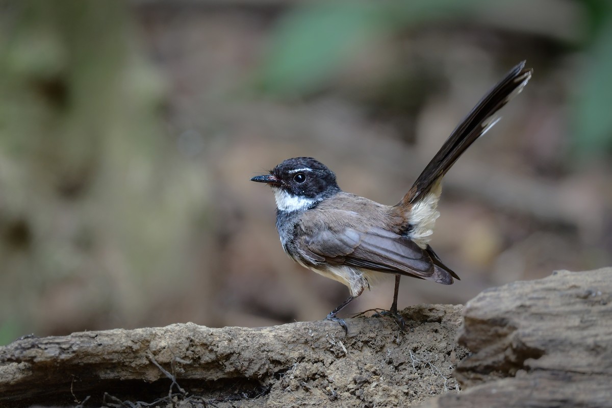 Malaysian Pied-Fantail - ML644583077