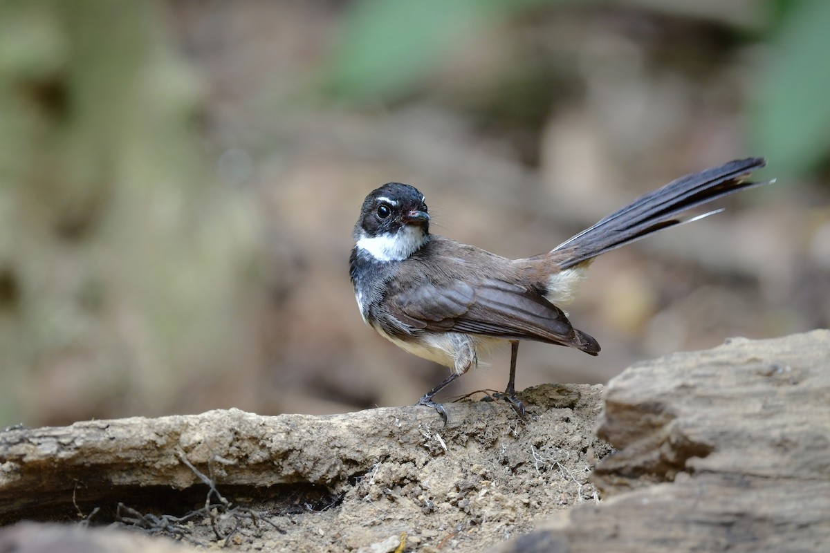 Malaysian Pied-Fantail - ML644583078