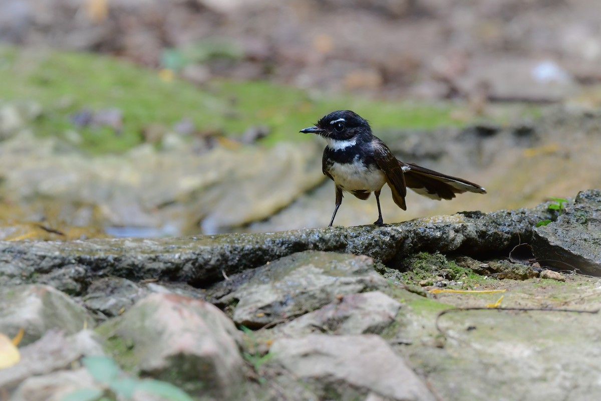 Malaysian Pied-Fantail - ML644583079