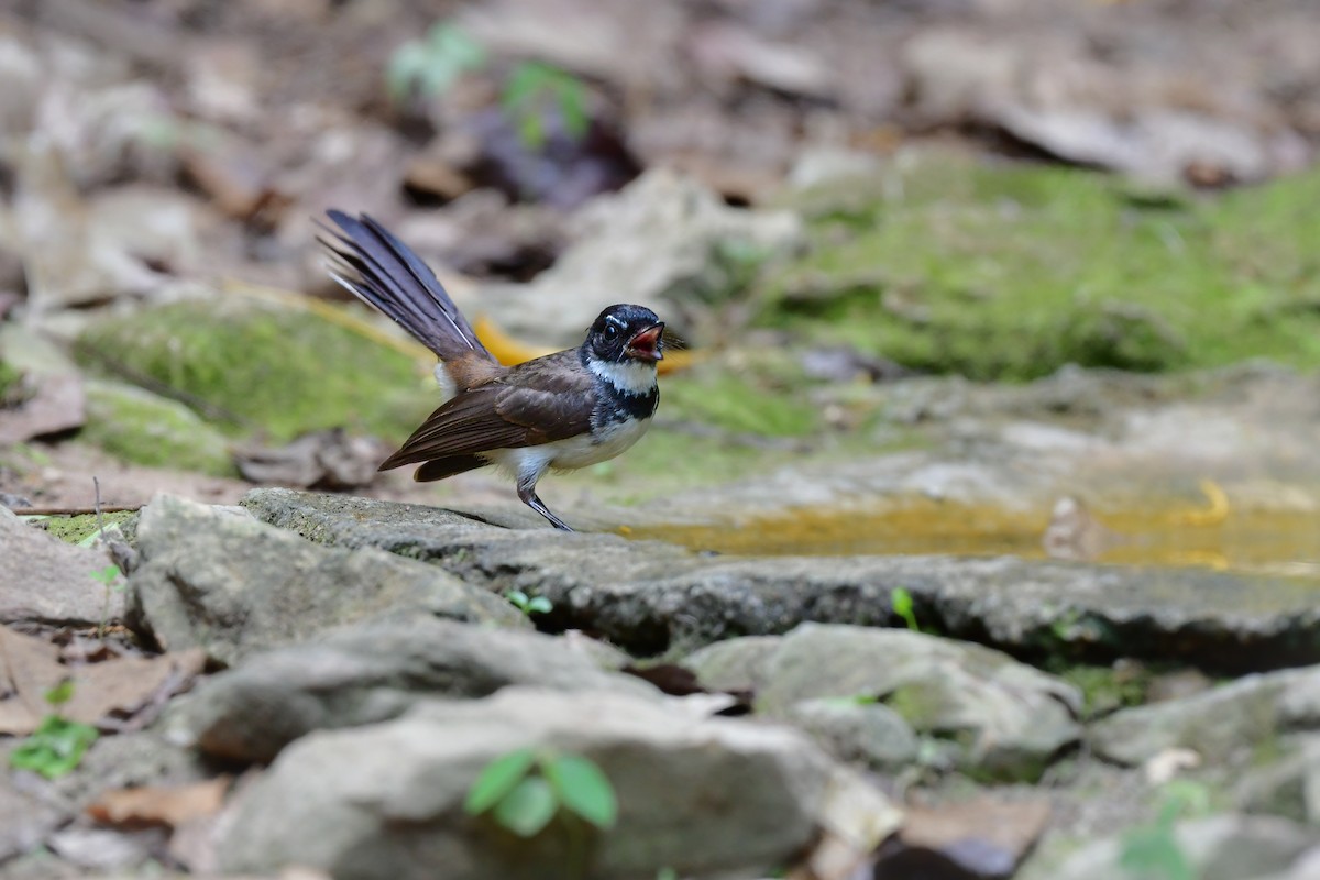 Malaysian Pied-Fantail - ML644583080