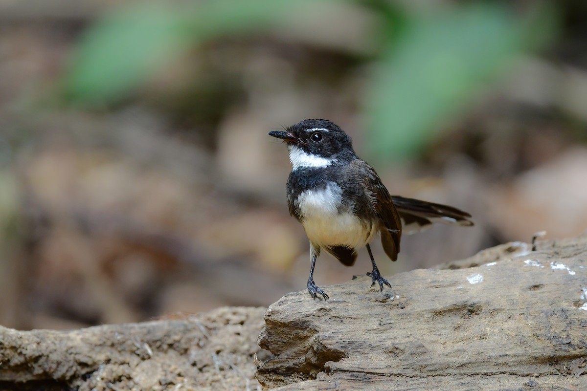 Malaysian Pied-Fantail - ML644583081
